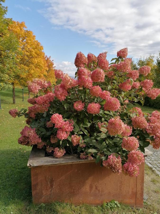 Ferienwohnung Schuhmann Mit Wintergarten Und Garten Therme Aquapulco Und Ikuna Erlebnispark, Zoo Schmiding 20 Min Mit Auto Entfernt Ab 3 Naechte Buchbar Hinzenbach Екстериор снимка